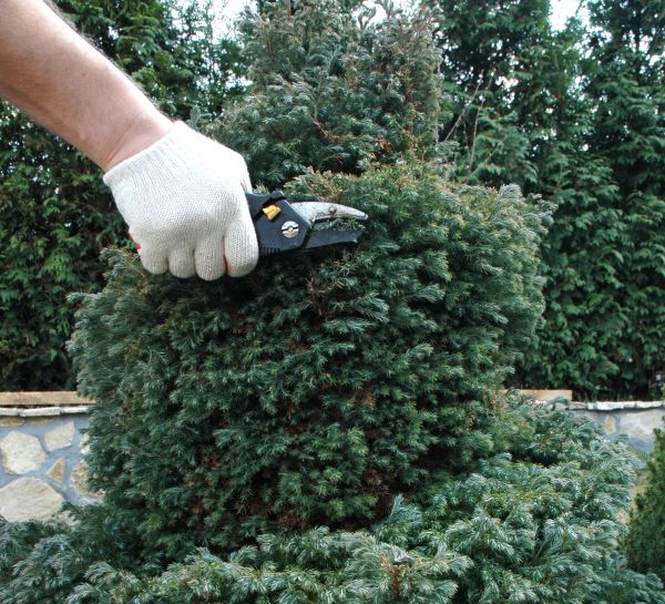 Ornamental Tree Trimming in Columbia