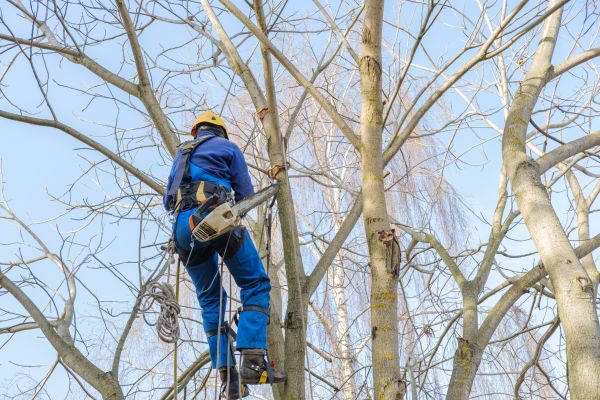 Large Tree Trimming in Columbia