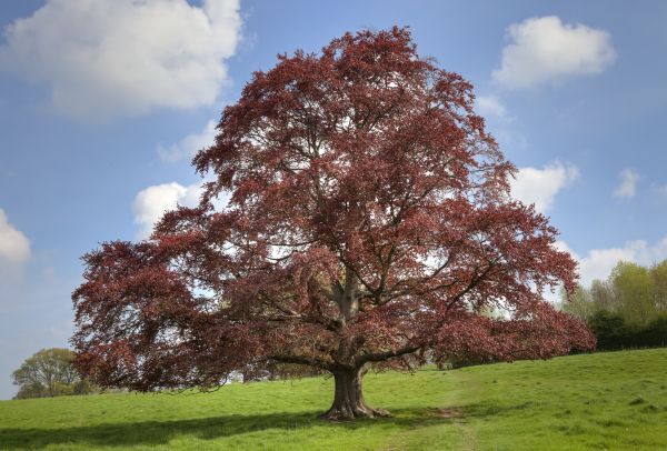 Beech Tree Pruning in Columbia