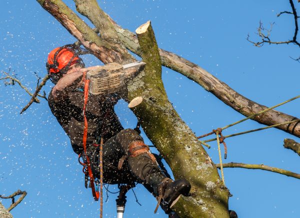 Tree Trimming Service in Columbia