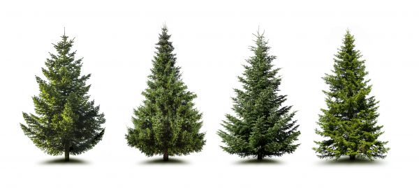 Cost of Pine Tree Trimming in Columbia