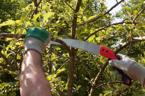 Apple Tree Trimming in Columbia